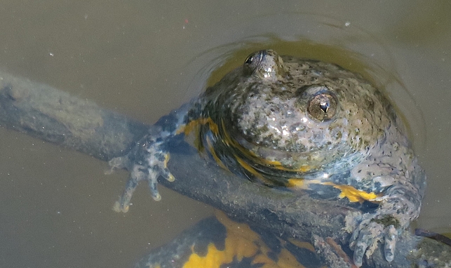 Ein Frosch hält sich im Wasser an einem kleinen Ast fest.