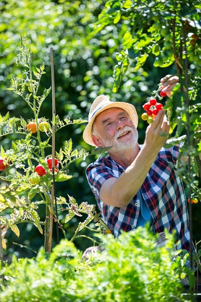 Ein älterer Herr steht in einem Garten und greift nach einer Tomate.