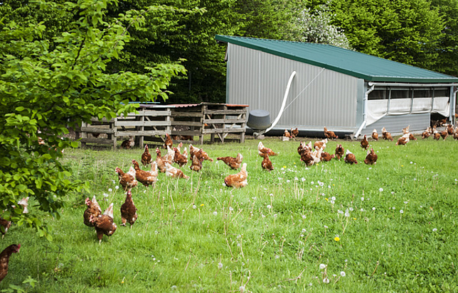 Hühner in artgerechter Freilandhaltung mit Hühnerstall