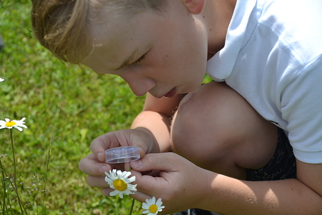 Ein Kind untersucht eine Blume genauer. 