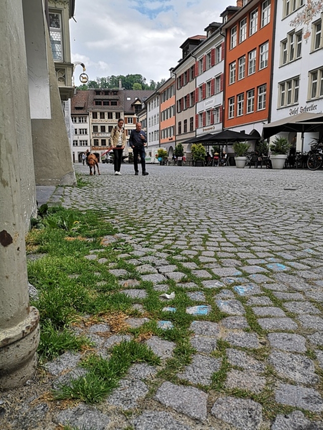 Grünwuchs zwischen den Pflastersteinen in der Marktgasse in Feldkirch