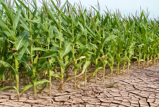 Ein Maisfeld auf dürrem Boden