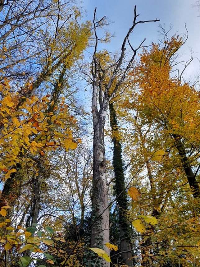 Foto von Bäumen mit gelben Blättern