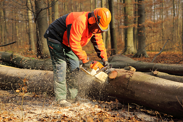 Ein Forstarbeiter sägt im Wald mit einer Motorsäge durch einen Baumstamm.