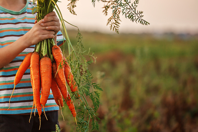 Ein kleiner Junge hält ein paar Karotten in den Händen. 