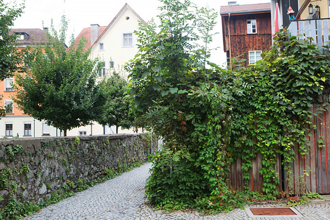 Bäume und Büsche in der Innenstadt von Feldkirch.